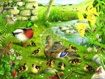 Ducks