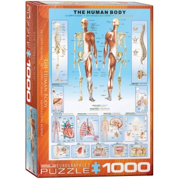 Human body