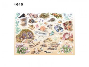 Sea shore